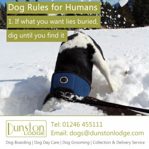 Dog rules for humans 1