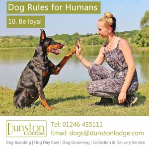 Dog rules for humans 10