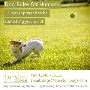 Dog rules for humans 11