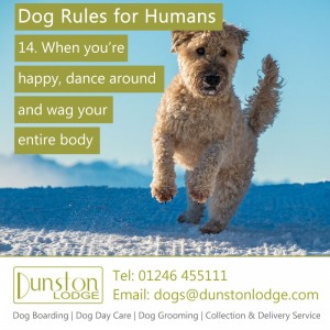 Dog rules for humans 14