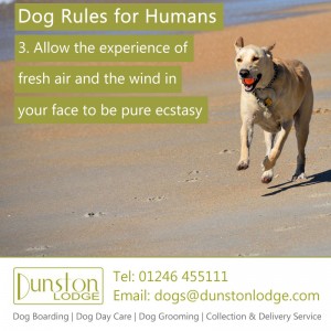 Dog rules for humans 3