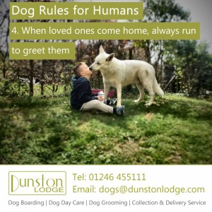 Dog rules for humans 4