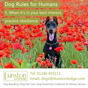 Dog rules for humans 5