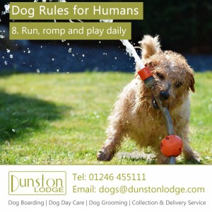 Dog rules for humans 8