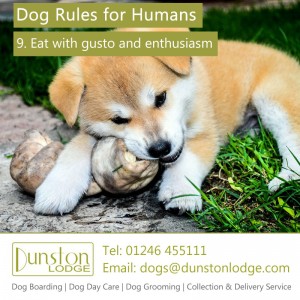 Dog rules for humans 9