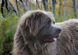 Newfoundland dog grooming Sheffield