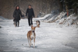 dog kennels Chesterfield prepare dog winter walkies