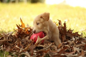 Labrador dog kennels Chesterfield dog grooming