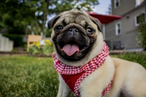 Pug dog boarding kennels Sheffield