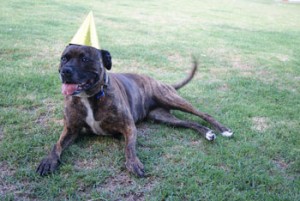 Staffy boarding kennels Chesterfield