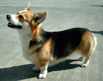 dog kennels Chesterfield kennel club corgi