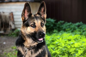 German Shepherd