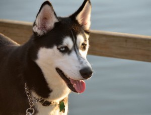 Siberian Husky