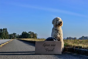 dog communication in gestures