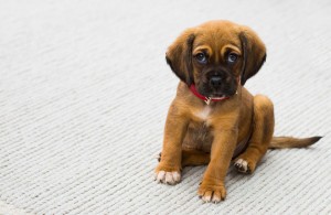 dogs put faces on for humans