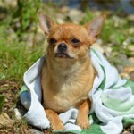 Offer Wet Towels to Lie On