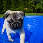 Set up a shallow paddling pool for your dog