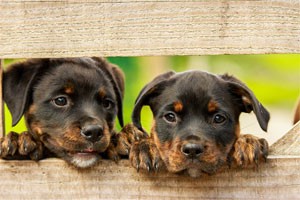 top dog names kennels Chesterfield