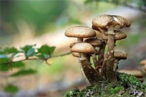 mushrooms and toadstools