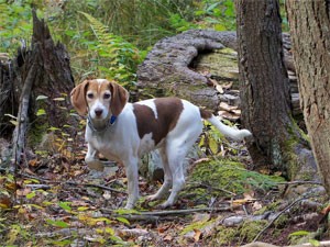 seasonal canine illness