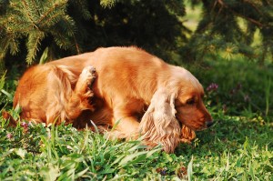 How To Tell If Your Dog Has Fleas