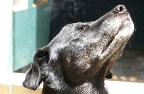 Dog toilet habits Dog toilet habits