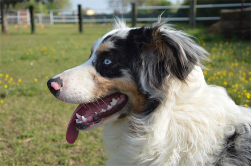 Dog toilet habits