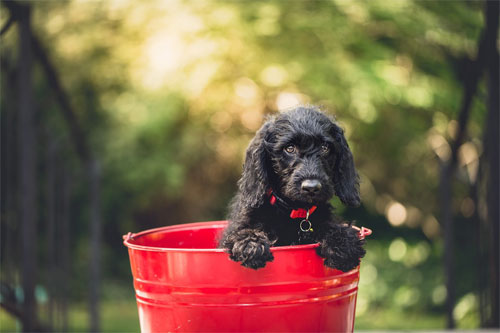 Dog toilet habits