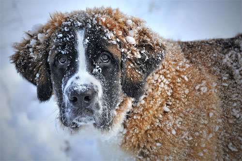 Dog toilet habits