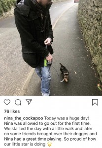 nina_the_cockapoo