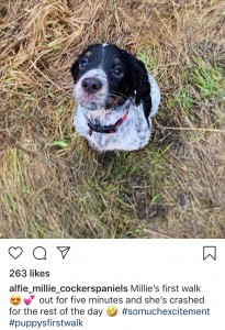 https://www.instagram.com/alfie_millie_cockerspaniels