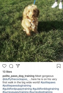 polite_paws_dog_training