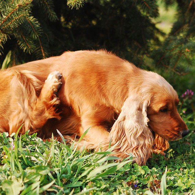 How To Tell If Your Dog Has Fleas