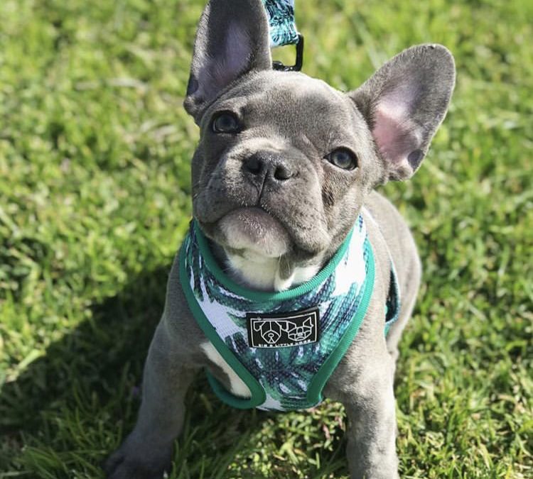 15 Adorable Instagram Christmas Puppies of 2018 on Their First Walk