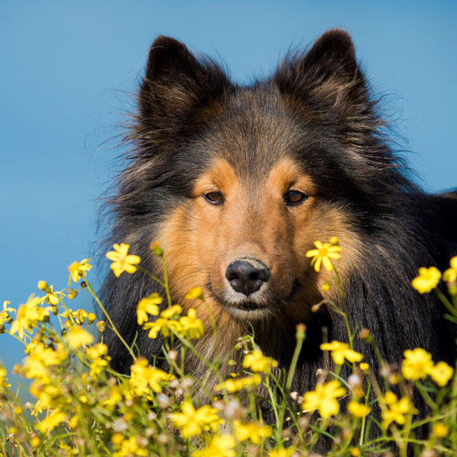 Springtime Garden Dangers For Your Dog – What To Look Out For In Your Garden