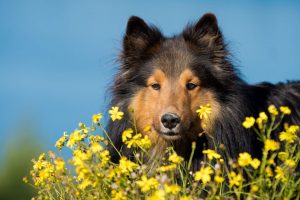 Springtime Garden Dangers For Your Dog