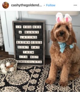 Dog Kennels Chesterfield - Dogs of Instagram 1