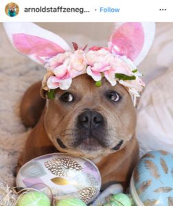 Dog Kennels Chesterfield - Dogs of Instagram 13
