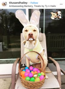 Dog Kennels Chesterfield - Dogs of Instagram 14