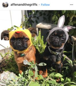 Dog Kennels Chesterfield - Dogs of Instagram 16