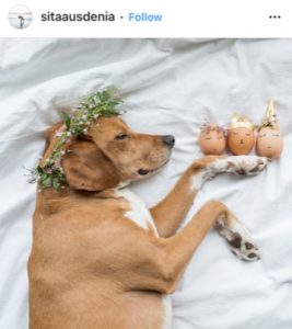 Dog Kennels Chesterfield - Dogs of Instagram 19