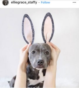 Dog Kennels Chesterfield - Dogs of Instagram 20