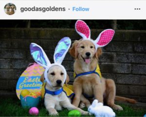 Dog Kennels Chesterfield - Dogs of Instagram 3