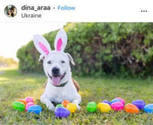 Dog Kennels Chesterfield - Dogs of Instagram 21