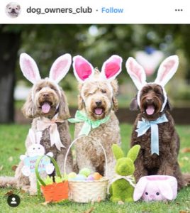 Dog Kennels Chesterfield - Dogs of Instagram 25