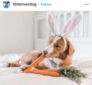 Dog Kennels Chesterfield - Dogs of Instagram 26