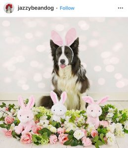 Dog Kennels Chesterfield - Dogs of Instagram 28