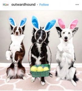 Dog Kennels Chesterfield - Dogs of Instagram 9