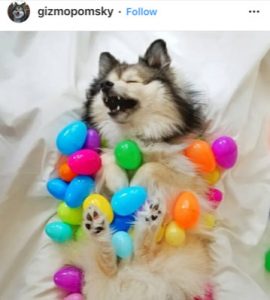 Dog Kennels Chesterfield - Dogs of Instagram 10