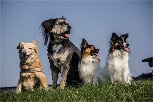 dog social learning